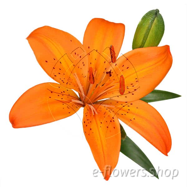 Buy wholesale fresh cut orange lilies; Lily Asiatic Orange
