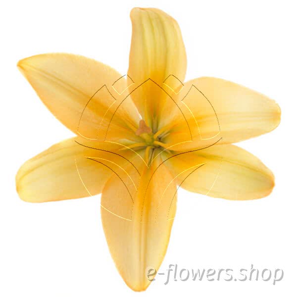Buy wholesale fresh cut peach lilies; Lily Asiatic Peach