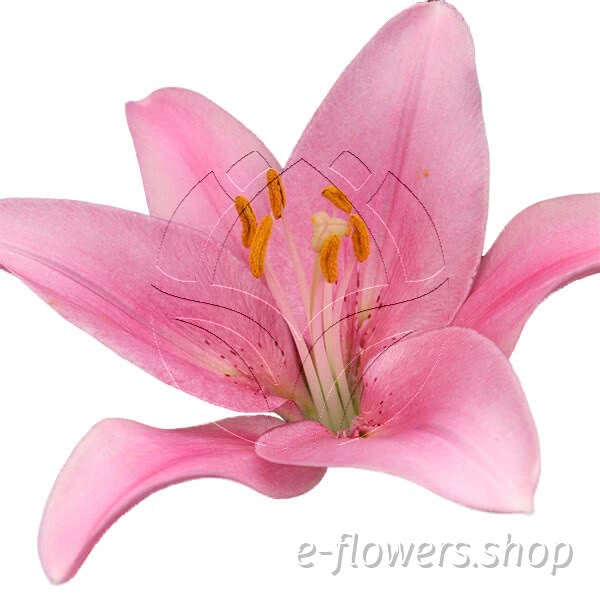 Buy wholesale fresh cut pink lilies; Lily Asiatic Pink