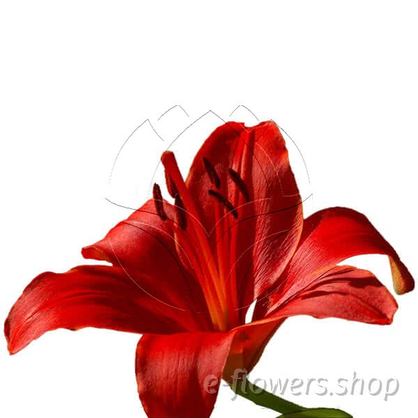 Buy wholesale fresh cut red lilies; Lily Asiatic Red