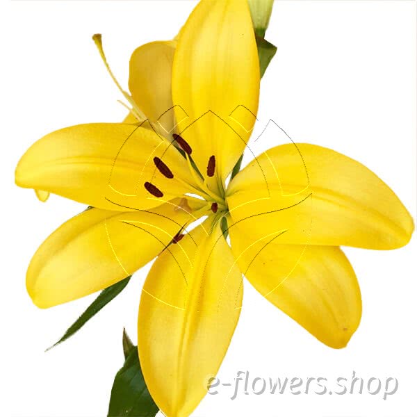 Buy wholesale fresh cut yellow lilies; Lily Asiatic Yellow