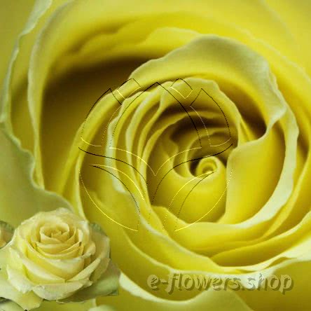 Buy wholesale fresh cut yellow roses; limbo