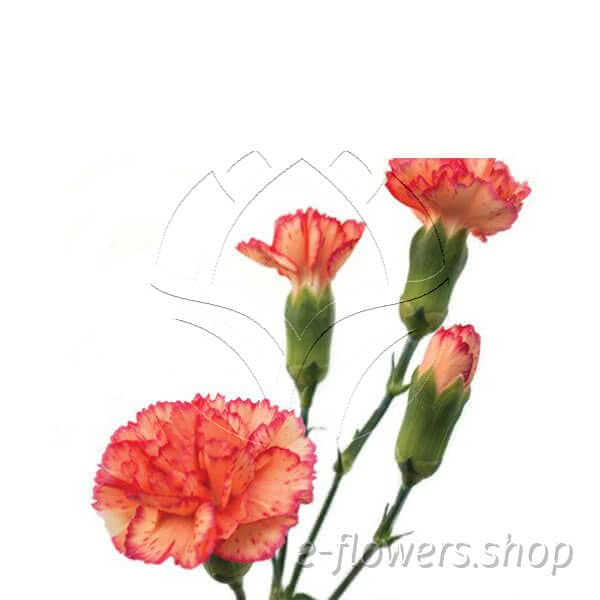 Buy wholesale fresh cut orange carnations; Lina