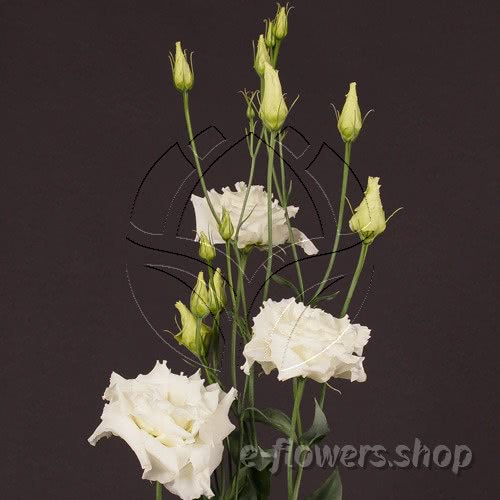 Buy wholesale fresh cut white fillers; Lisianthus Alissa White