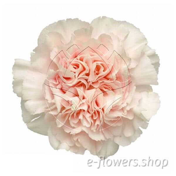 Buy wholesale fresh cut orange carnations; Lizzy