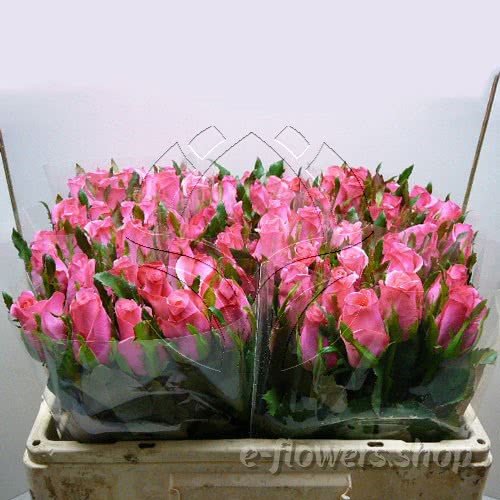 Buy wholesale fresh cut pink roses; Lovely jubilee