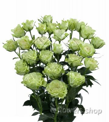Buy wholesale fresh cut Lime roses; Luviana