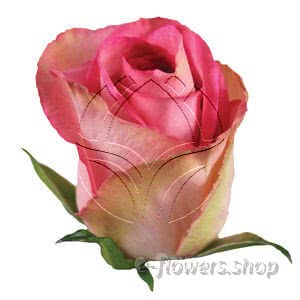 Buy wholesale fresh cut pink roses; Madam pink