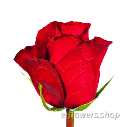 Buy wholesale fresh cut red roses; Madam Red