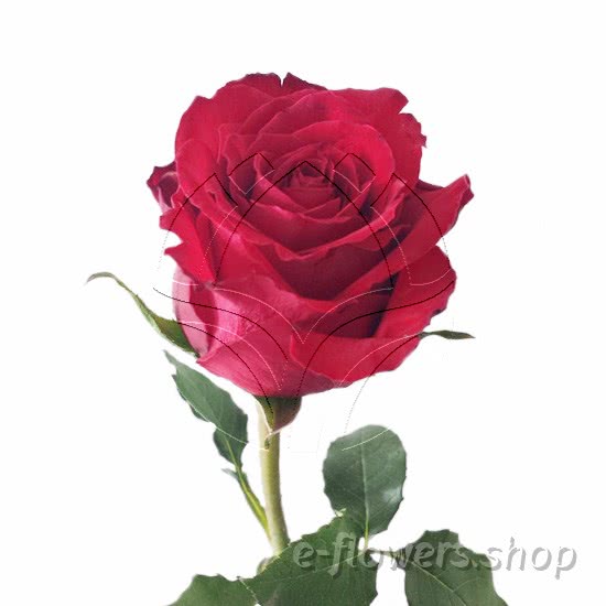 Buy wholesale fresh cut red roses; Madam red