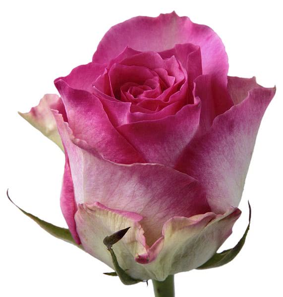 Buy wholesale fresh cut bi-colour roses; Malibu