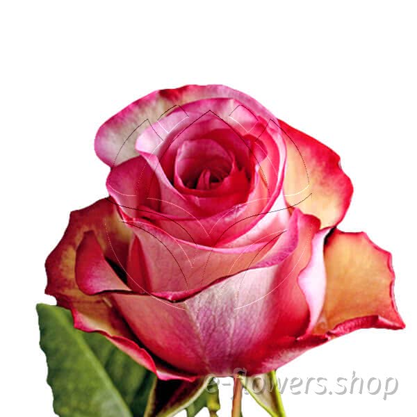 Buy wholesale fresh cut bi-colour roses; Malibu
