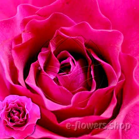 Buy wholesale fresh cut purple roses; Mamy blue