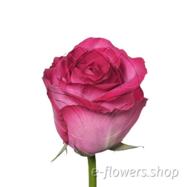 Buy wholesale fresh cut pink roses; Mantra