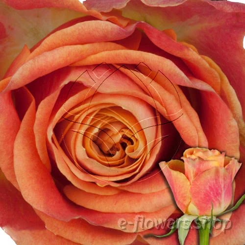 Buy wholesale fresh cut bi-colour roses; Maracuja