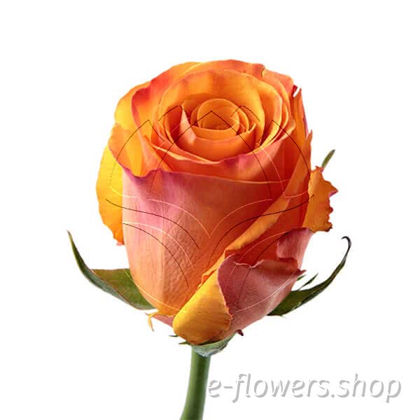 Buy wholesale fresh cut yellow roses; Marie claire