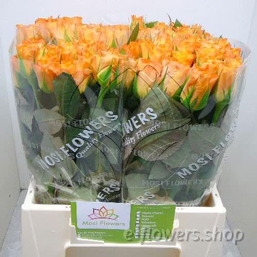 Buy wholesale fresh cut bi-colour roses; Marie Claire light