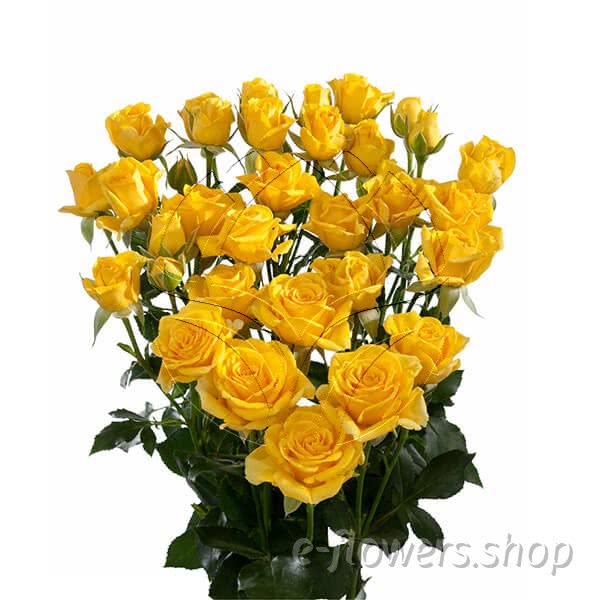 Buy wholesale fresh cut yellow roses; Marisa