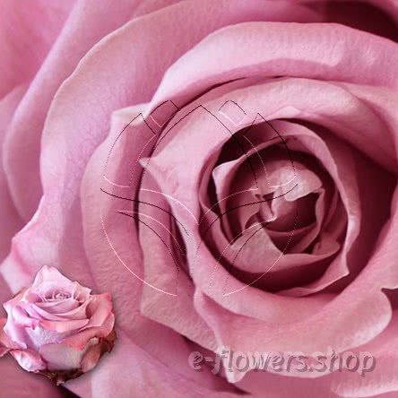 Buy wholesale fresh cut lilac roses; Maritim