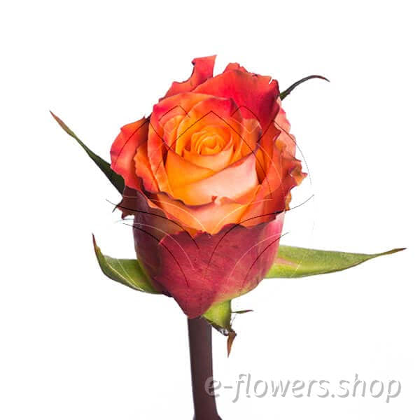 Buy wholesale fresh cut bi-colour roses; Mariyo