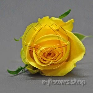 Buy wholesale fresh cut yellow roses; Marosa