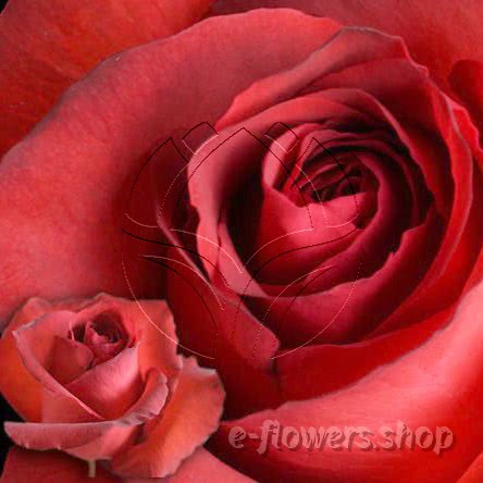 Buy wholesale fresh cut red roses; Maltilda