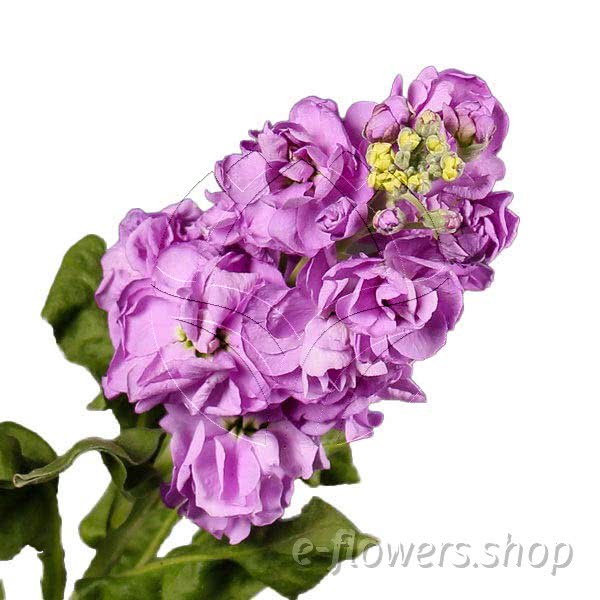 Buy wholesale fresh cut purple fillers; Matthiola Figaro Lavender