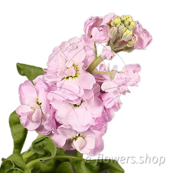 Buy wholesale fresh cut pink fillers; Matthiola Figaro Light Pink