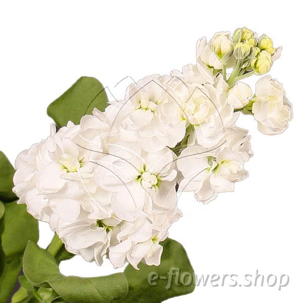Buy wholesale fresh cut white fillers; Matthiola Incana Aida