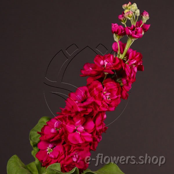 Buy wholesale fresh cut red fillers; Matthiola Incana Centrum Red