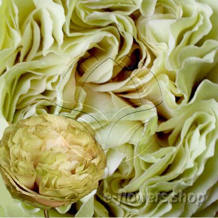 Buy wholesale fresh cut bi-colour roses; Mayor green