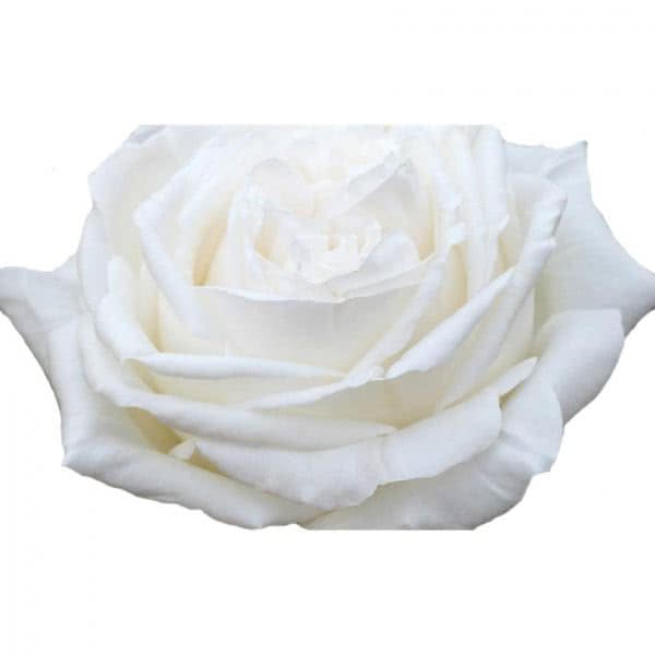 Buy wholesale fresh cut white roses; Meicalanq