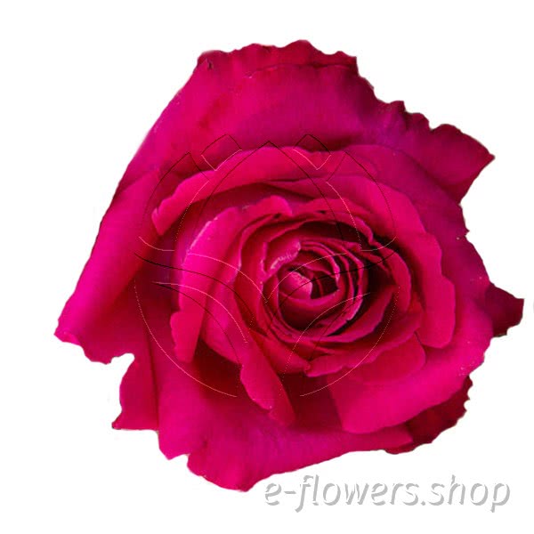 Buy wholesale fresh cut purple roses; Meiclicel