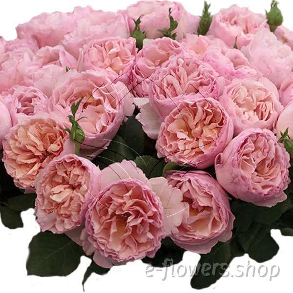 Buy wholesale fresh cut pastel roses; Meidysouk
