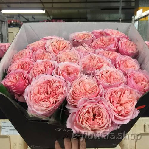 Meilland Jardin and Parfum.