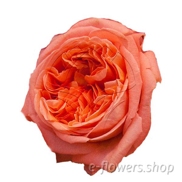 Buy wholesale fresh cut orange roses; Meifrypon