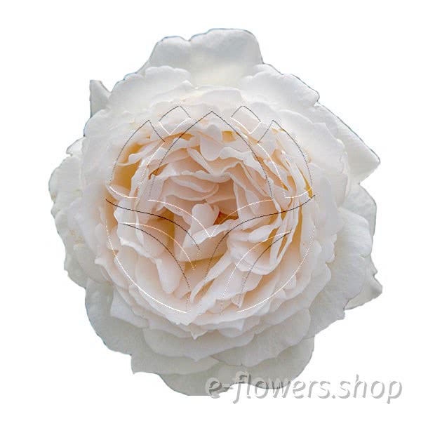 Buy wholesale fresh cut cream roses; Meigroupy