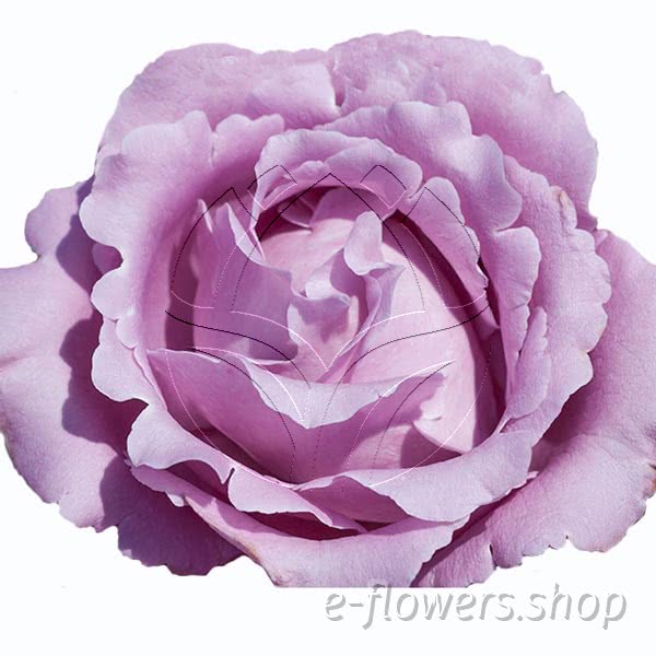 Buy wholesale fresh cut purple roses; Meijerem
