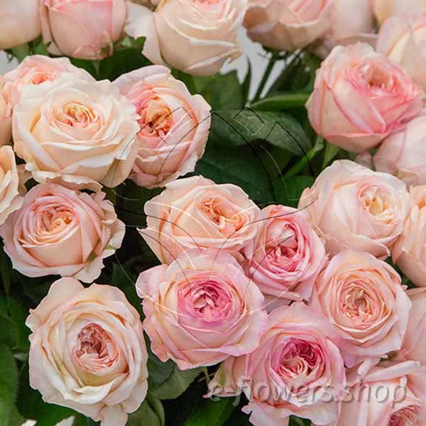 Buy wholesale fresh cut yellow roses; Meimarkize