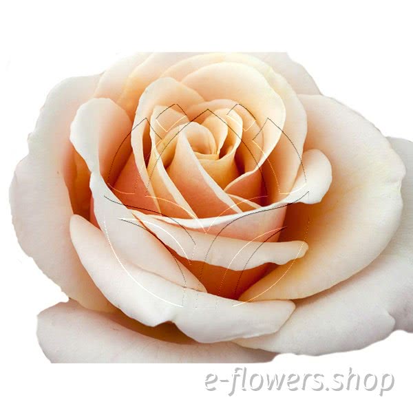Buy wholesale fresh cut cream roses; Meinivoz