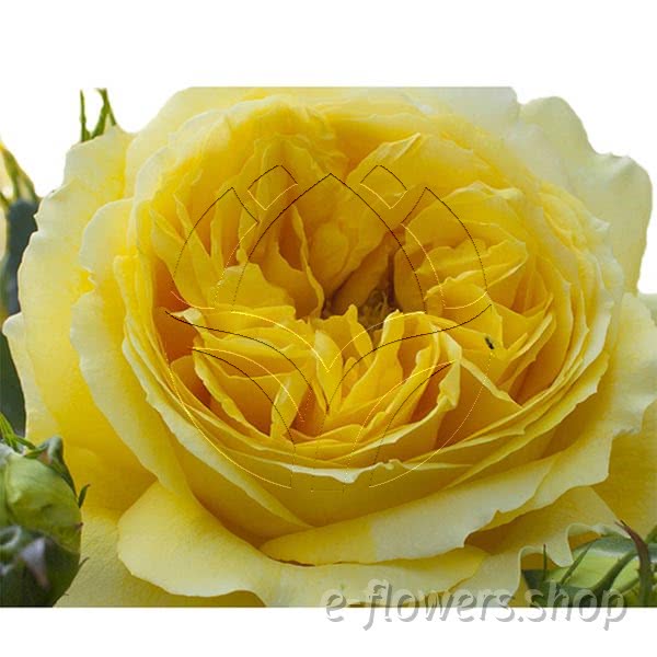Buy wholesale fresh cut yellow roses; Meirevolt