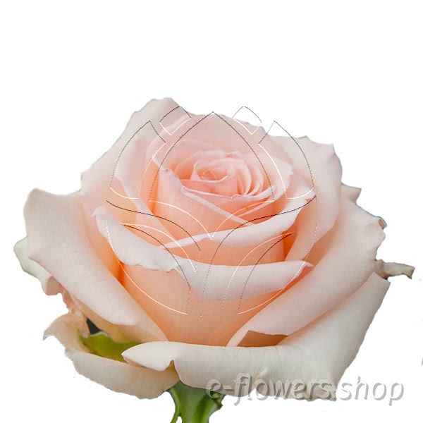 Buy wholesale fresh cut pink roses; Meirvingaye