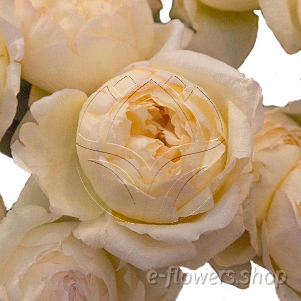 Buy wholesale fresh cut cream roses; Meiteroupy