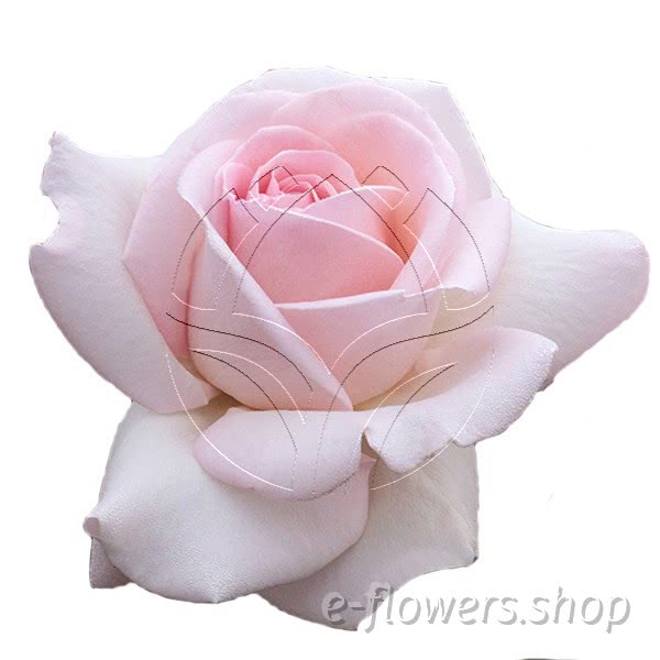 Buy wholesale fresh cut bi-colour roses; Meitroni