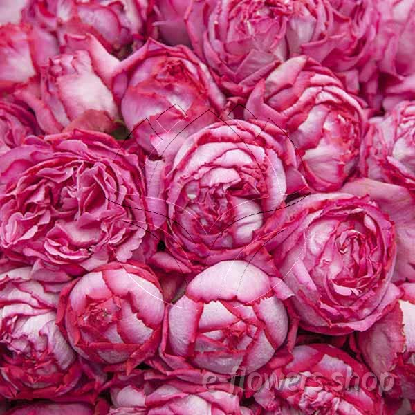 Buy wholesale fresh cut pink roses; Meivildo