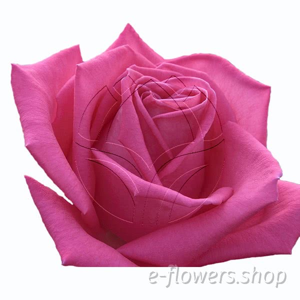 Buy wholesale fresh cut magenta roses; Meizincaro