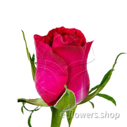Buy wholesale fresh cut cerise roses; Memory