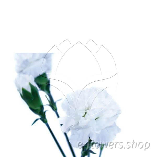 Buy wholesale fresh cut white carnations; Milky way