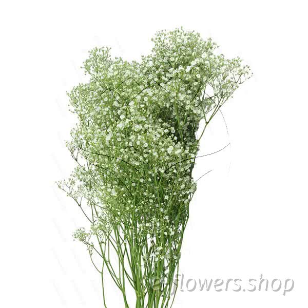 Buy wholesale fresh cut white fillers; Million Star