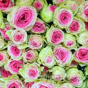 Buy wholesale fresh cut bi-colour roses; Mimi Eden